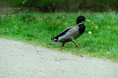 Bird in a field