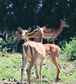 Impalas standing on field