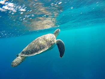 Turtle swimming in red sea