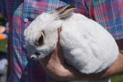 Close-up of white rabbit being held