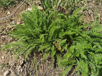 High angle view of plant growing on field