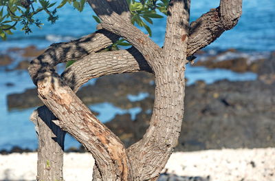 Close-up of tree trunk