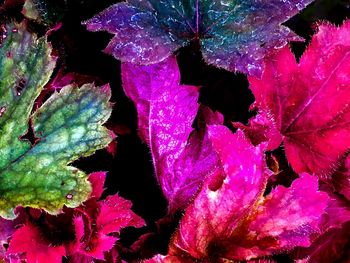 Detail shot of leaves