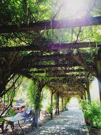 Footpath amidst trees