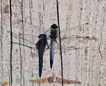 Close-up of dragonfly on wall