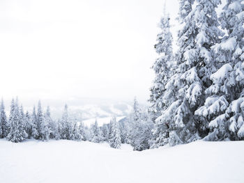 Trees on snow covered landscape against clear sky