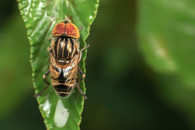 Close-up of insect on leaf