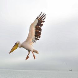 Pelican flying over sea against sky