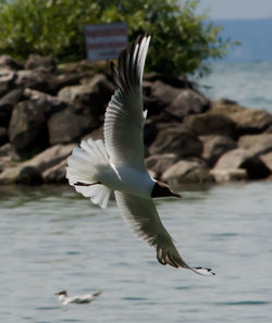 Close-up of seagull flying over sea