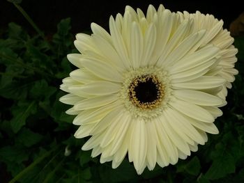 Close-up of white daisy flower against black background