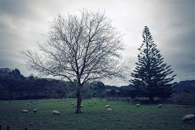 Bare trees on grassy field against sky