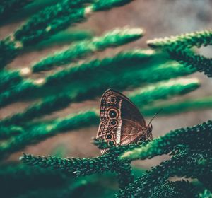 Close-up of butterfly on tree