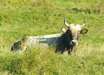 Cow relaxing on field