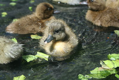 High angle view of mallard duck swimming in lake