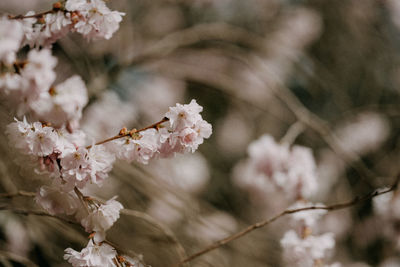 Close-up of pink cherry blossoms