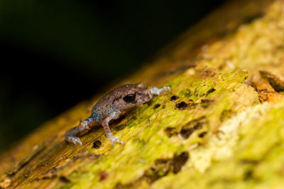 Close-up of frog on wood