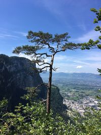 Tree by mountain against sky