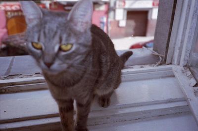 Close-up portrait of cat