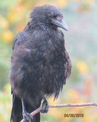 Close-up of owl perching