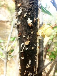 Close-up of lichen on tree trunk