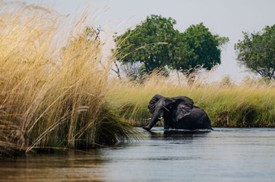 Elephant drinking water