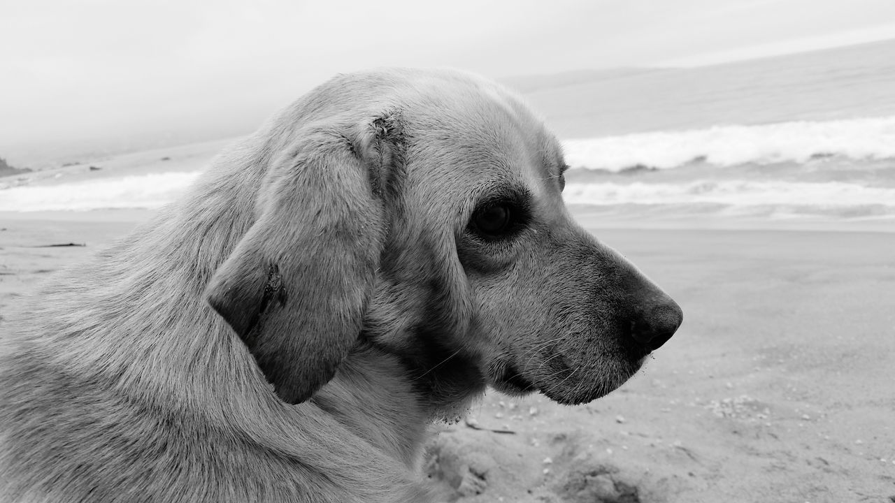 CLOSE-UP OF DOG LOOKING UP