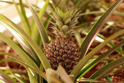 Close-up of fruits growing on plant in field