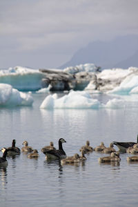 Geese and goslings swimming on lake with icebergs