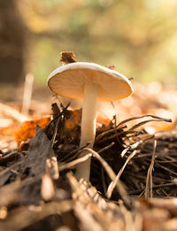 Close-up of mushroom growing on field