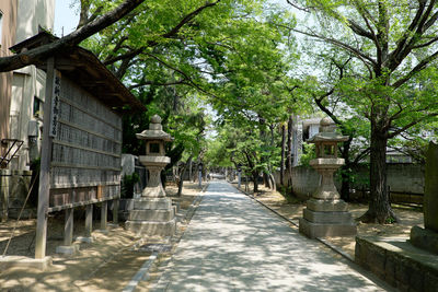 Narrow walkway along trees