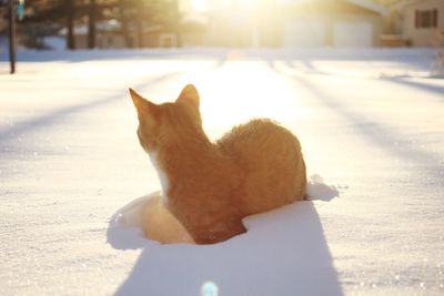 Cat sitting on snow during winter