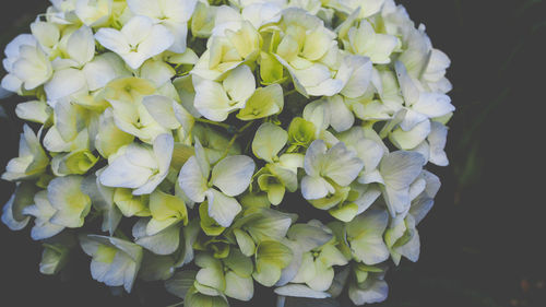 Close-up of fresh hydrangeas blooming outdoors