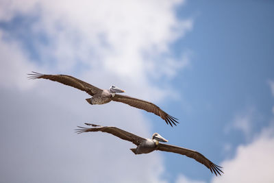 Brown pelican bird pelecanus occidentalis flying and swimming around barefoot beach in bonita spring