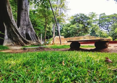 Trees on field