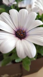 Close-up of white flower blooming outdoors