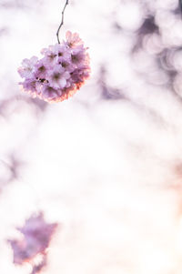 Close-up of pink cherry blossoms
