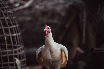 Close-up of a chicken near cage