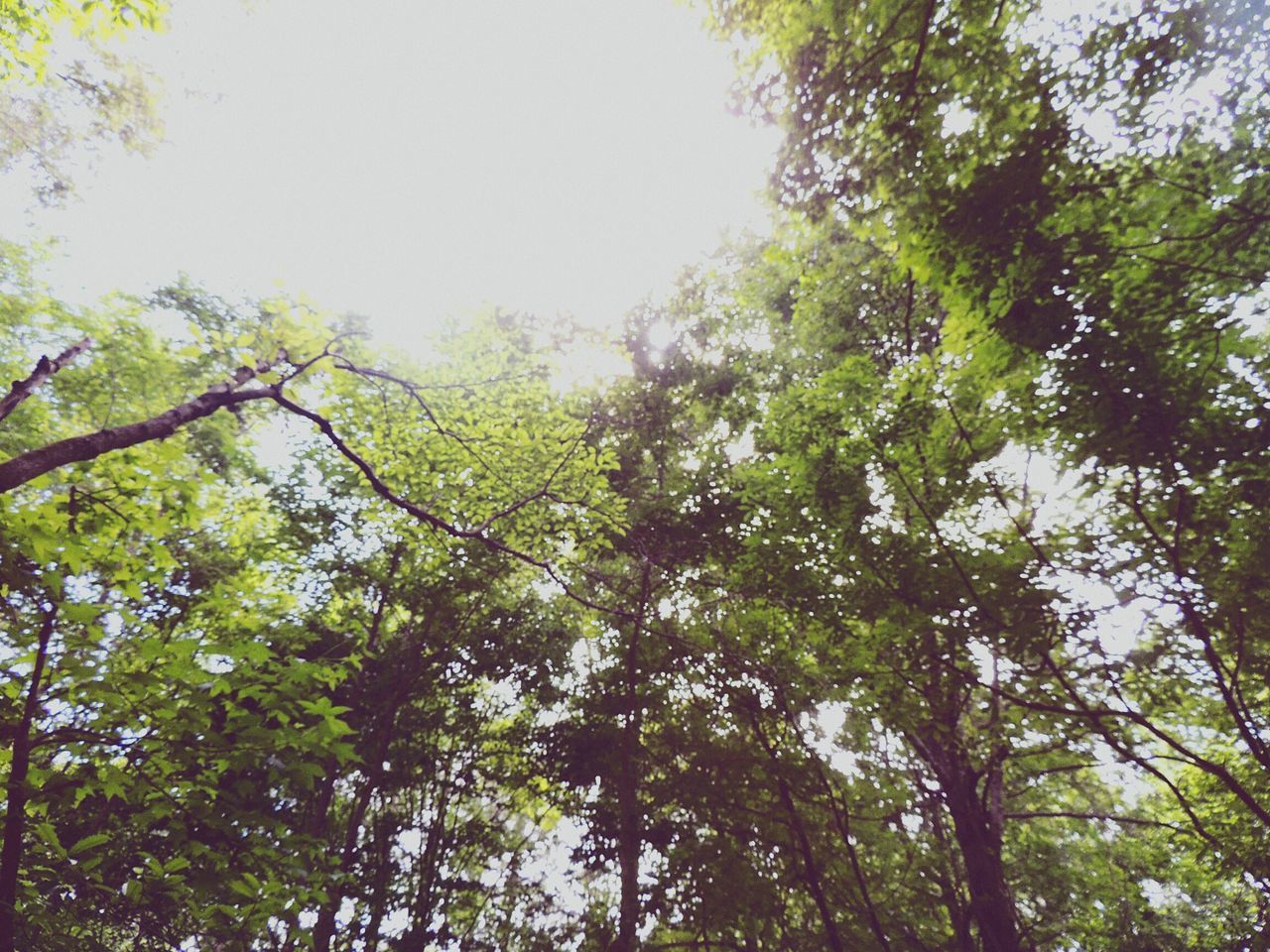 tree, low angle view, growth, branch, clear sky, nature, green color, tranquility, beauty in nature, forest, lush foliage, tranquil scene, scenics, day, sky, outdoors, tree trunk, no people, green, leaf