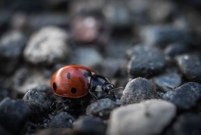 Close-up of ladybug on rock