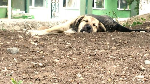 Portrait of dog relaxing on grass