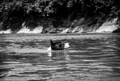 Birds in lake