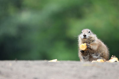 Close-up of squirrel eating food