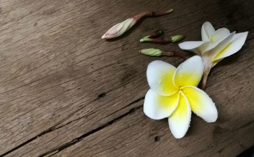 Close-up of frangipani on table