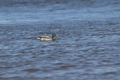 View of ducks swimming in lake