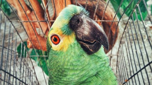 Close-up of parrot in cage