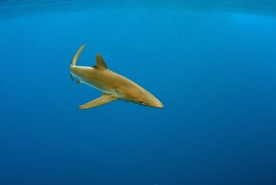 Low angle view of fish underwater