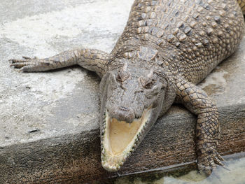 High angle view of crocodile in zoo