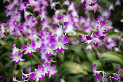 Close-up of pink flowers