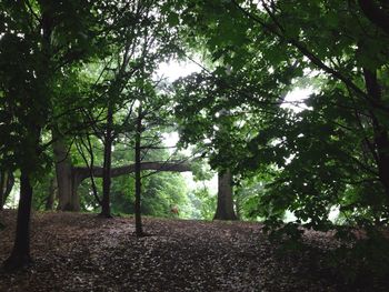 Trees in forest