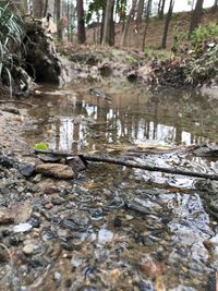 Birds in water